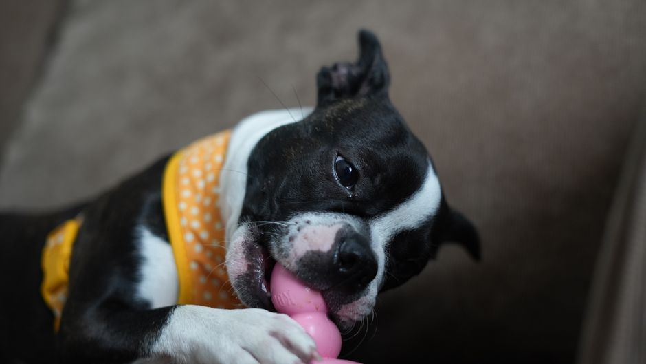 DIY Emergency Splinting: How to Build a Stabilizing Brace for Your Pet at Home