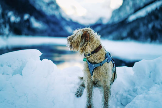 Summer Pet Travel: Essential Gear for Keeping Your Furry Friend Cool, Clean, and Safe on the Road