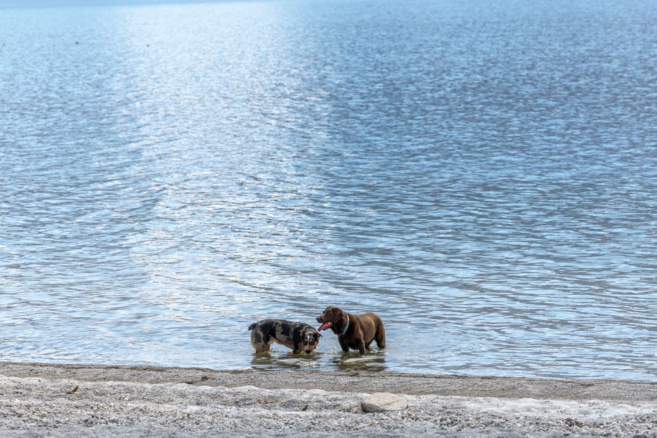 Hydration Habits That Hurt: 7 Common Water Mistakes Pet Owners Make