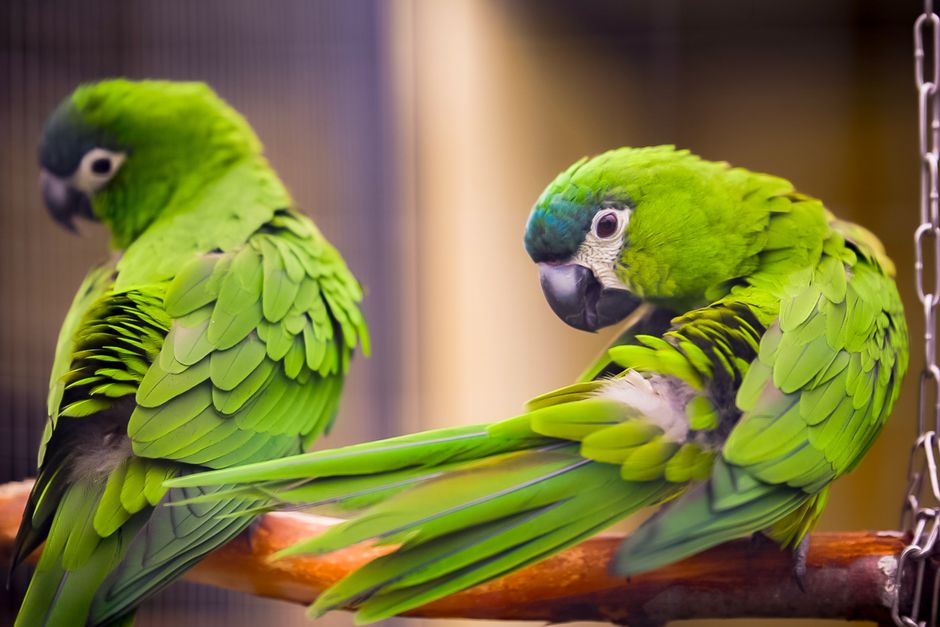 How to Prevent Feather Plucking in Pet Parrots: Causes and Solutions