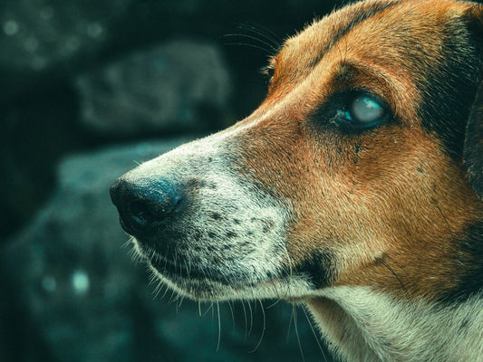 5 Subtle Signs Your Dog's Coat is Crying for Help