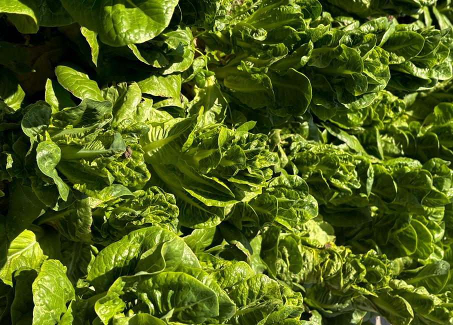 Why Your Produce Goes Bad Early and How to Fix It