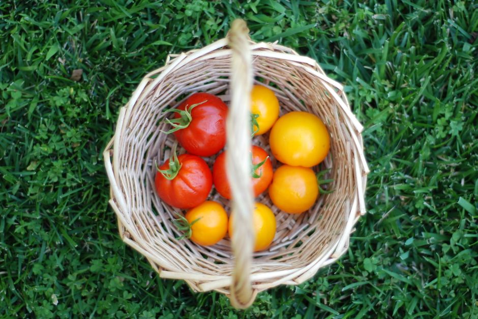 How to Grow Tomatoes with Kids: A Simple, Fun, and Mess-Free Guide