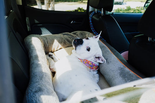The 7 Most Common Mistakes Owners Make When Traveling With Pets and How to Fix Them