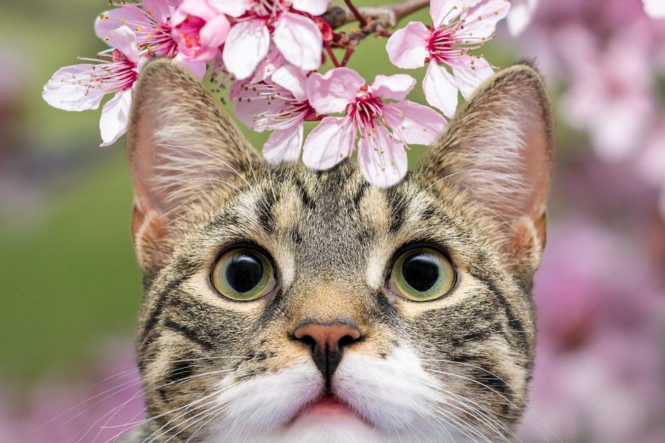 Cat Breed Guide: Vet-Approved Tips for a Healthier, Happier Cat