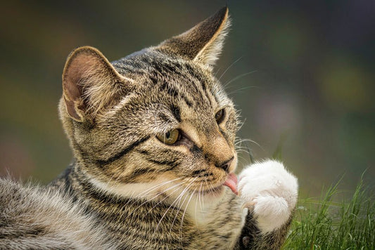 Choosing the Right Cat Litter and Hygiene Products: A Practical Comparison Guide