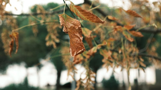 Why Wilting Leaves Are Not Proof Your Irrigation System Is Failing