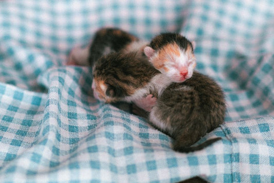 How to Introduce a New Kitten to an Older Cat Without Stress