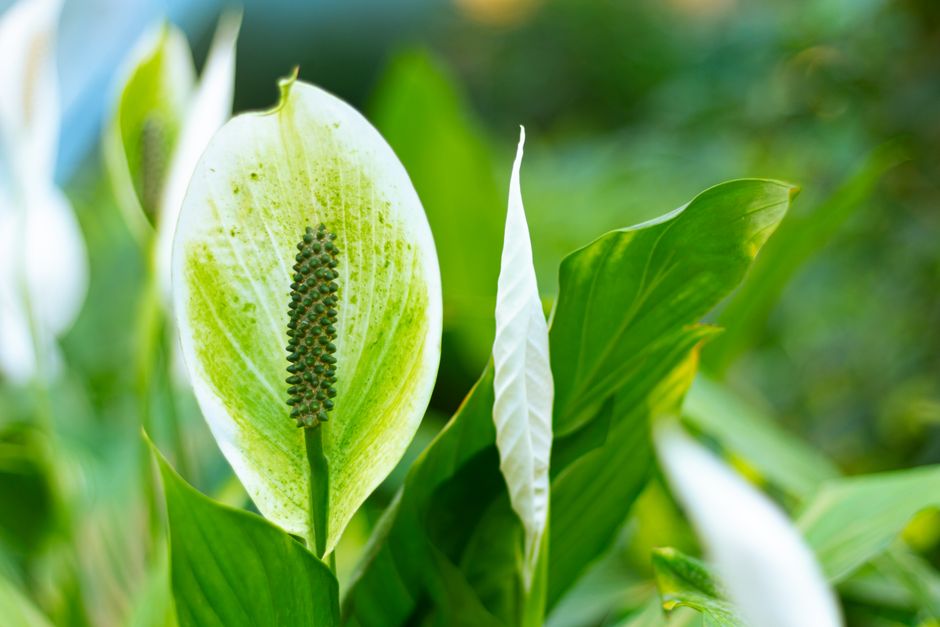How to Revive a Drooping Peace Lily: Causes and Solutions for Indoor Plant Care