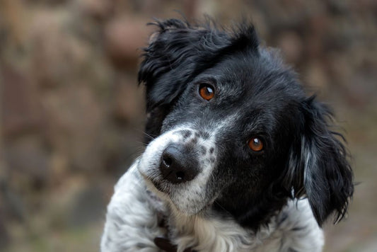 Does Your Dog Really Know Its Name? Recall, Attention, and the Cue You Think You're Sending