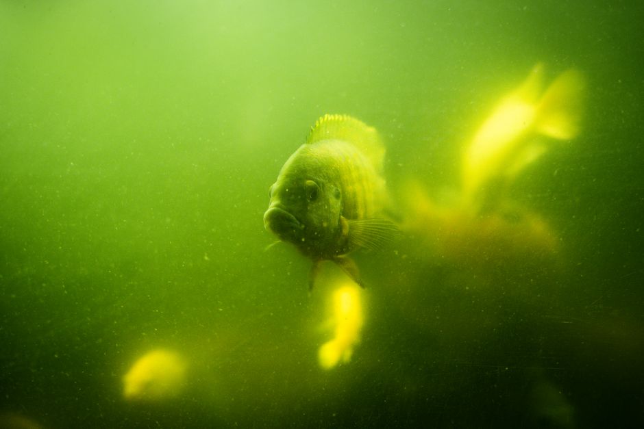 When Aquarium Fish Hide, Gasp, or Clamp Their Fins: Reading Stress Signals Before They Become Disease
