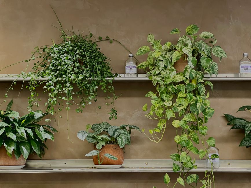 Pothos Care for Busy People: The Ultimate Low-Maintenance Survival System
