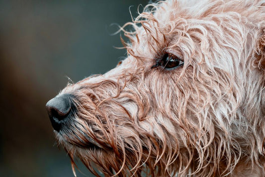 Skin Folds and Moisture-Prone Areas: Why Some Pets Stay Damp and What That Means for Their Skin