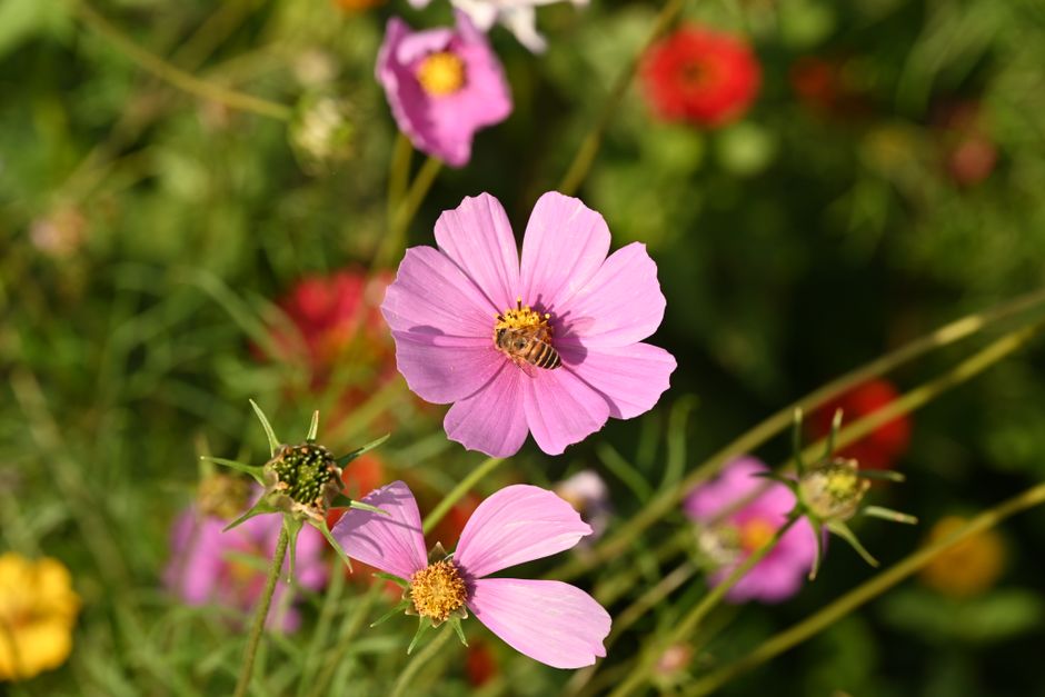 Why Pollinator Gardens Fail: Floral Resources, Bloom Continuity, and Habitat Reality
