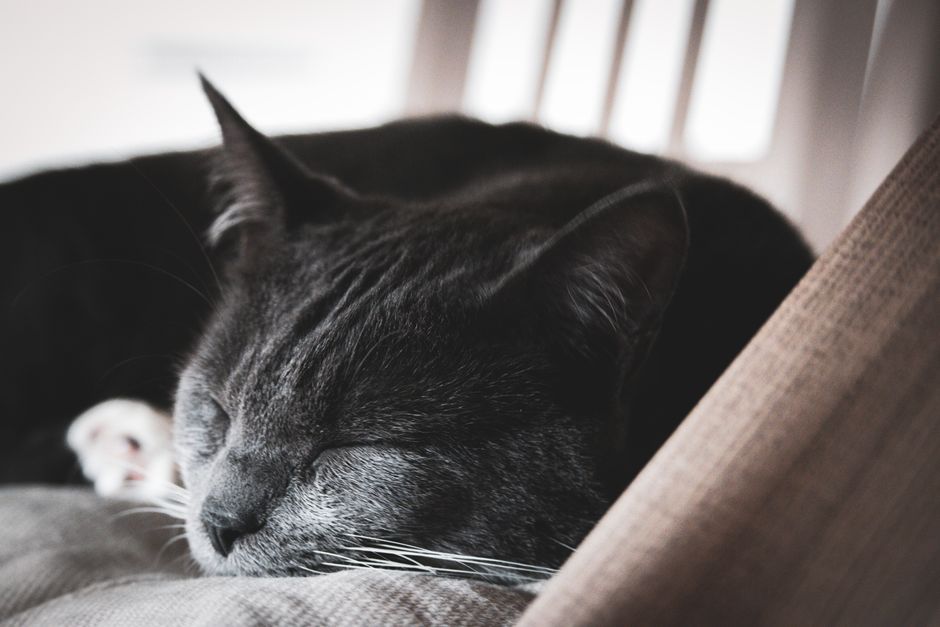How to Adapt Your Cat's Indoor Environment for a Senior Feline