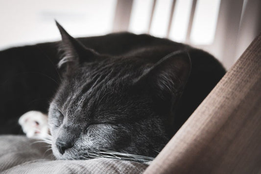 How to Adapt Your Cat's Indoor Environment for a Senior Feline