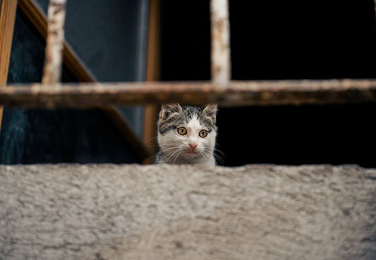 Creating a Safe Outdoor Experience for Cats in Small Apartments