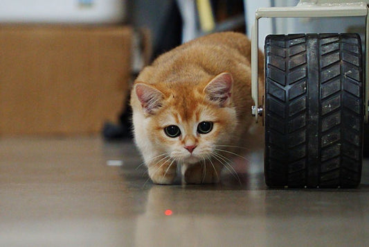 Why Your Cat Brings You Toys at Night: Play, Practice, and the Hunting Sequence