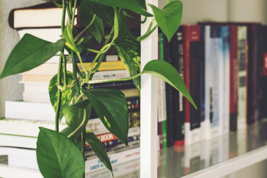 Maximum Pothos Yield: The Complete Guide to Turning One Vine Into a Dozen Plants