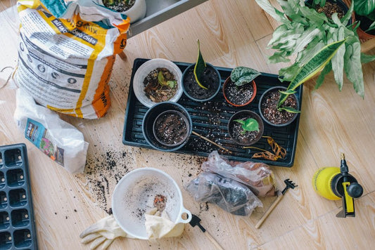 How to Propagate Indoor Plants from Cuttings: A Step-by-Step Guide for Beginners