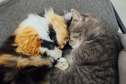 Kitten Care Mistakes: How to Avoid Common Pitfalls for a Happy, Healthy Cat