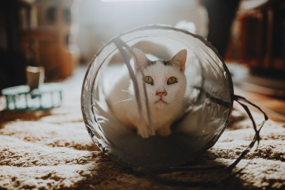 When the Household Schedule Shifts: Adjusting a Senior Pet's Daily Care Without Breaking What Works