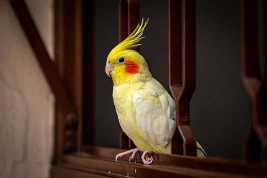 Quick and Easy Bird Care: Build a Simple Routine That Keeps Your Feathered Friend Happy