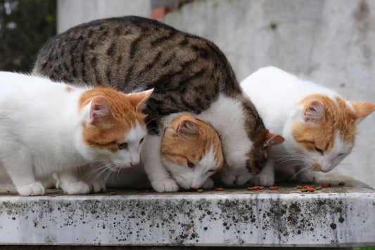 Why Feeding Cats at Floor Level Works Against Their Natural Instincts