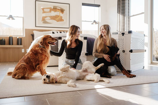 Senior Pet Space Training: Adapting Crates, Bedrooms, and Routines for Aging Dogs and Cats