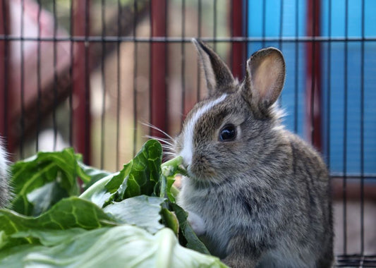 How to Stop a Rabbit from Chewing on Cage Bars: Causes and Solutions