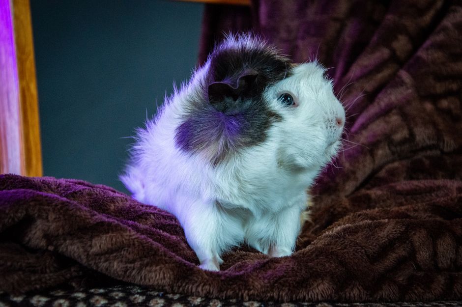 Rabbit Care Basics: A First-Time Owner's Guide to a Safe, Happy Home