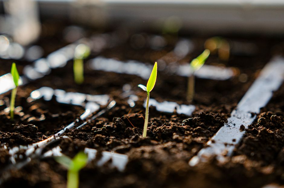 Why Seeds Fail to Germinate: Reading Moisture, Oxygen, and Temperature in the Seed Zone