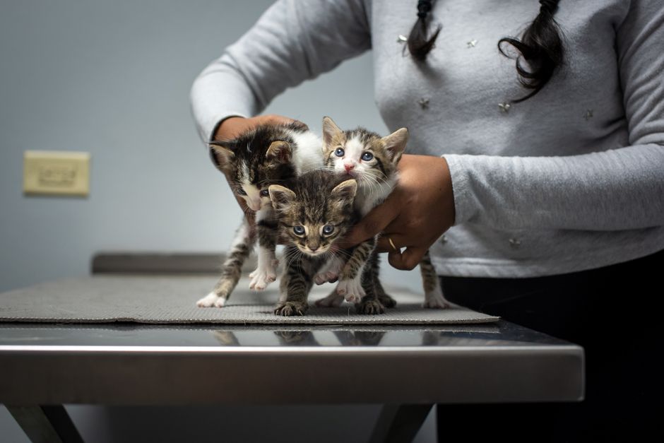 How to Prevent Common Kitten Health Issues Before They Start: A Proactive Care Guide