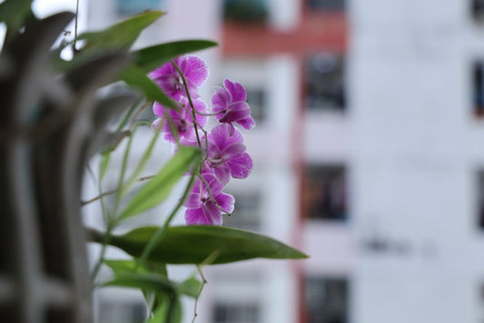 Why Two Orchids From the Same Bench Flower Months Apart