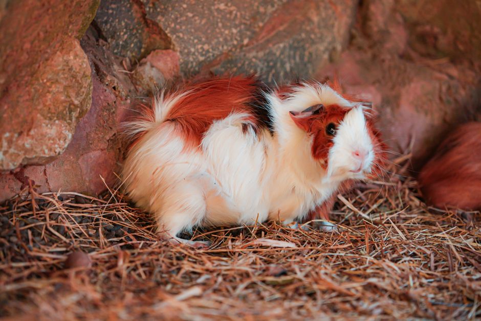 Recognizing Early Signs of Illness in Small Pets