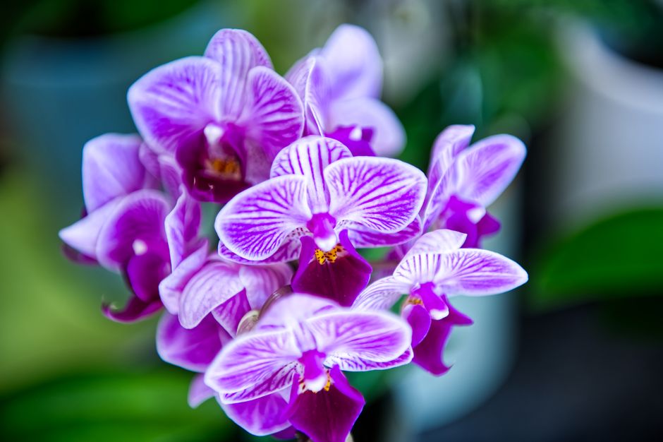 Orchid Care Secrets: Proven Tips and Tricks for Thriving Blooms