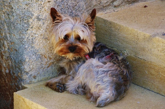 The Complete Step-by-Step Guide to Home Dog Grooming