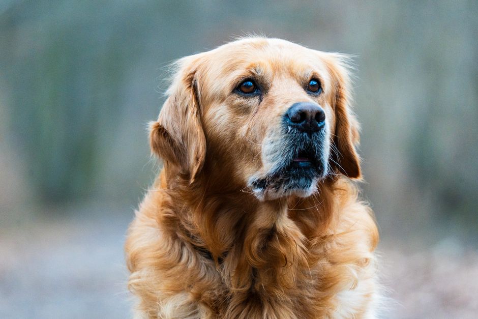 How to Reduce Shedding in Golden Retrievers with a Deshedding Brush and Diet Tips