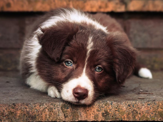 How to Build a Step-by-Step Pet Mental Health Routine That Actually Works
