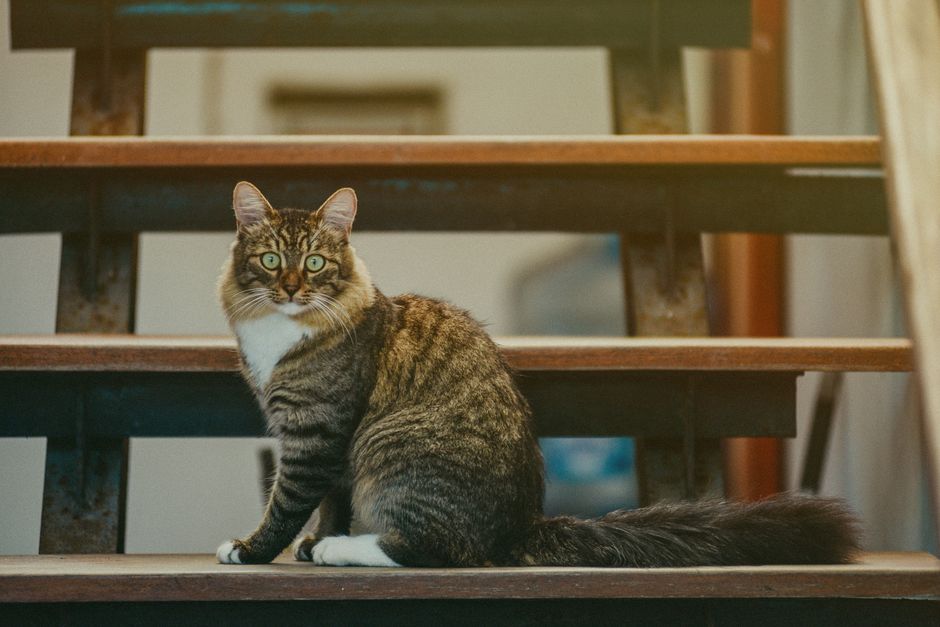 How to Reduce Excessive Cat Shedding and Keep Your Home Fur-Free: A Complete Step-by-Step Guide