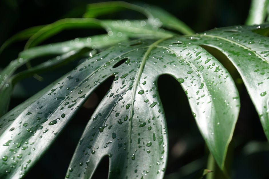 How to Save a Sticky Monstera: Fix Guttation and Pest Problems Fast