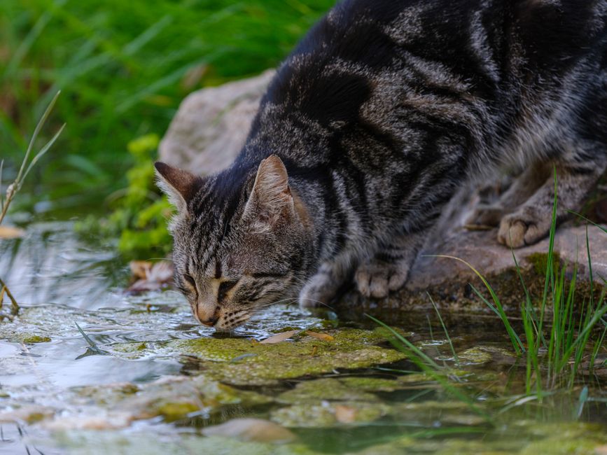 Why Your Cat Ignores the Water Bowl: Feline Hydration Instincts and What Not to Do