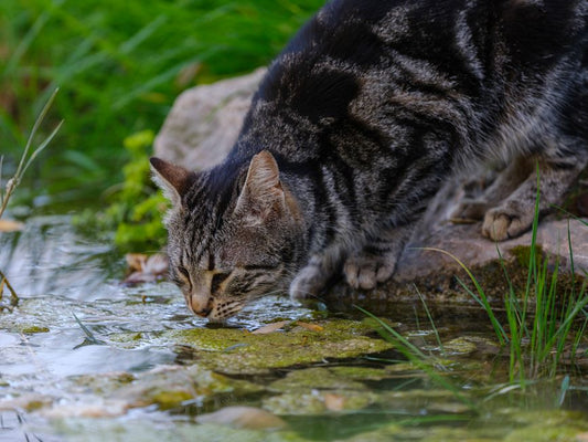 Why Your Cat Ignores the Water Bowl: Feline Hydration Instincts and What Not to Do