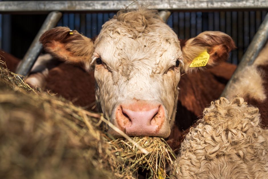 When Meals Become a Struggle: Training, Management, and the Feeding Environment