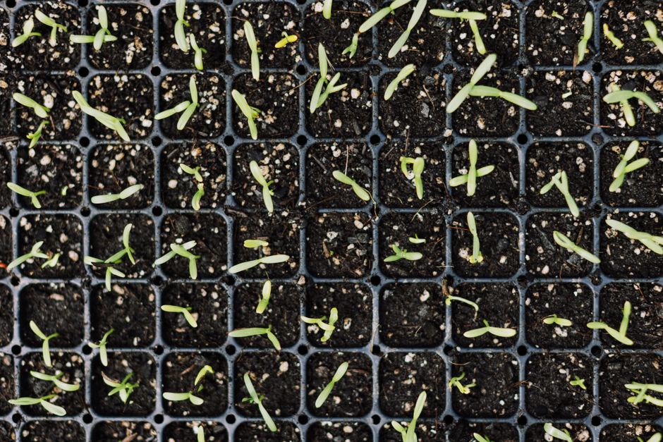 Why Seedlings Stretch: Reading Light Quality, Timing, and Density Before You Blame the Seed