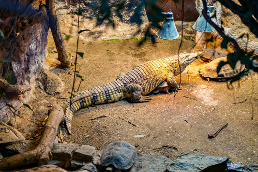 Outdoor Time for Reptiles: Why Enclosure-to-Garden Transfers Change Risk