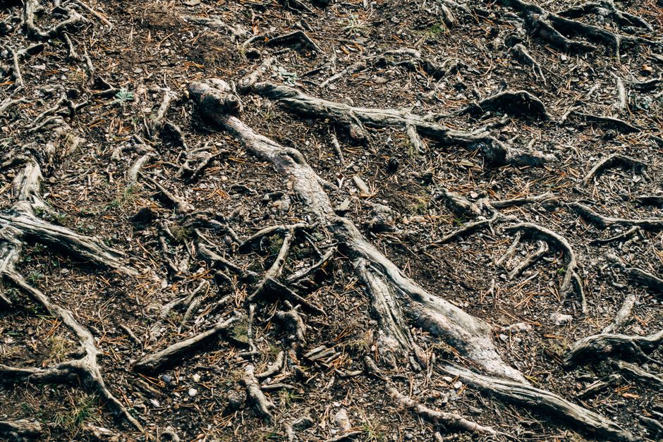 Soil Structure, Not Soil Texture, Decides How Roots Breathe