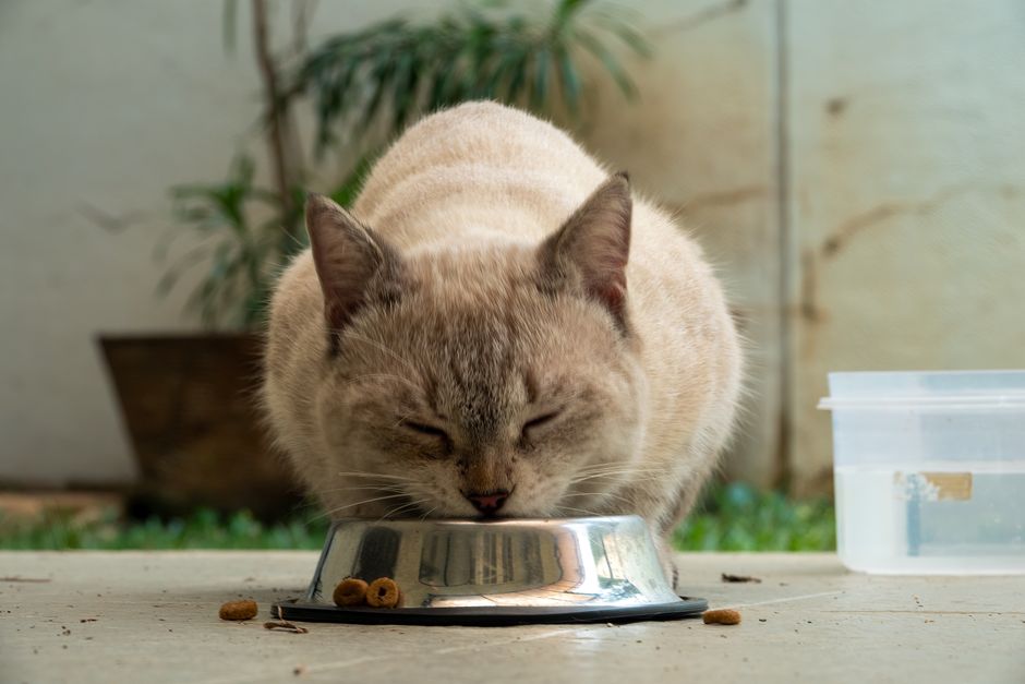Outdoor Access and Pet Feeding Risk: How the Environment Rewrites Nutrition