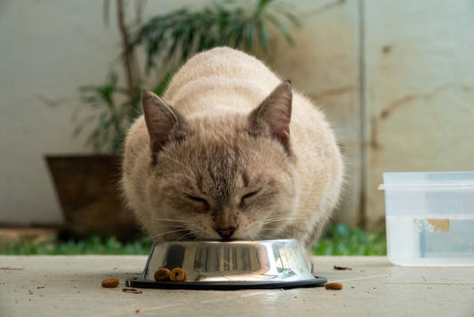 Outdoor Access and Pet Feeding Risk: How the Environment Rewrites Nutrition