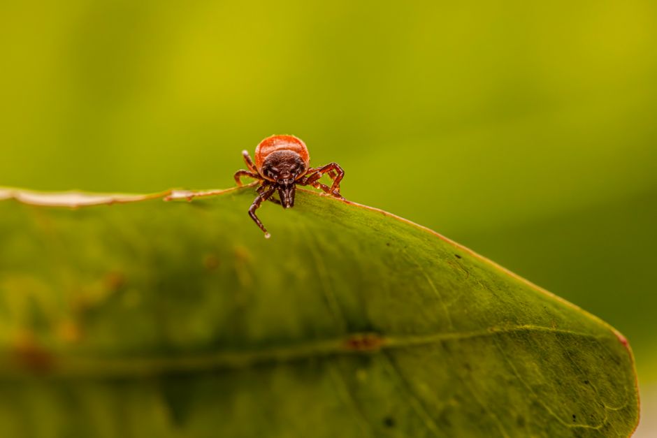 Natural Flea and Tick Prevention: What Works and What to Avoid